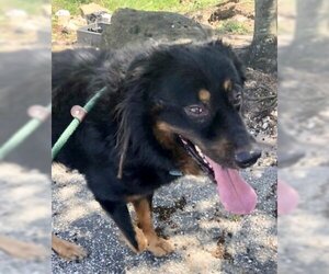Bernese Mountain Dog-Collie Mix Dogs for adoption in Houston, TX, USA