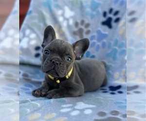 French Bulldog Puppy for sale in SACRAMENTO, CA, USA