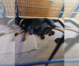 Rottweiler Puppy for sale in NEW SALISBURY, IN, USA