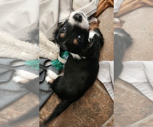 Dachshund Puppy for sale in FRISCO, TX, USA