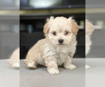Small Photo #11 Maltipoo Puppy For Sale in ALEXANDRIA, VA, USA
