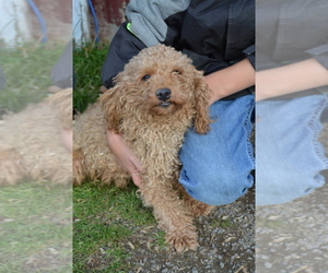 Father of the Cavapoo puppies born on 09/20/2025