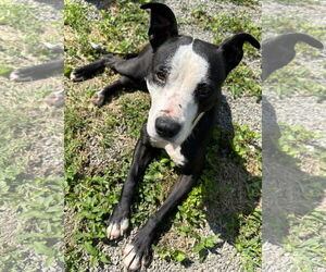 American Pit Bull Terrier-Labrador Retriever Mix Dogs for adoption in Rockaway, NJ, USA