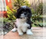 Small #2 Shih Tzu