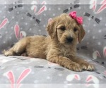 Small Photo #15 Goldendoodle Puppy For Sale in LAKELAND, FL, USA