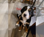 Small #4 Bernese Mountain Dog