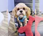 Small #2 Lhasa Apso