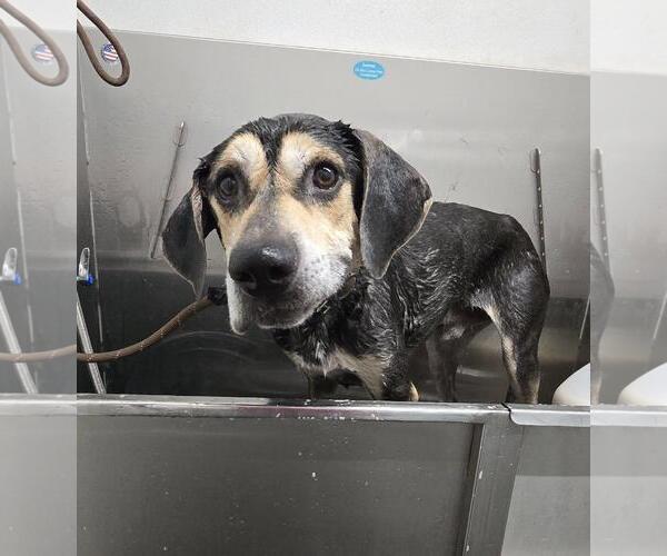 Medium Photo #2 Mutt Puppy For Sale in Tucson, AZ, USA