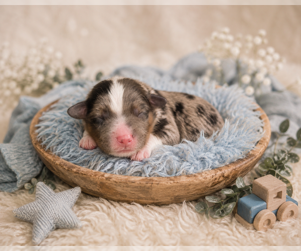 Medium Photo #9 Aussalier Puppy For Sale in DECATUR, IL, USA