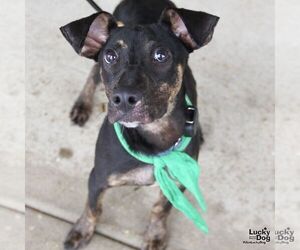 Ranger - Male Labrador Retriever-Unknown Mix Dog for Adoption - Photo #2
