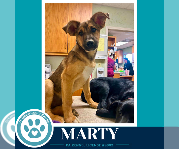 Medium Photo #3 German Shepherd Dog-Unknown Mix Puppy For Sale in Kimberton, PA, USA