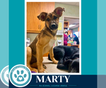 Small #2 German Shepherd Dog Mix