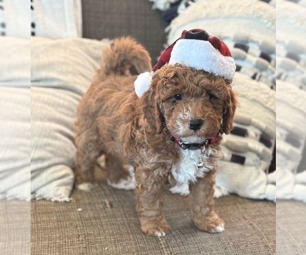 Medium Photo #3 Goldendoodle (Miniature) Puppy For Sale in SAINT MARYS, KS, USA