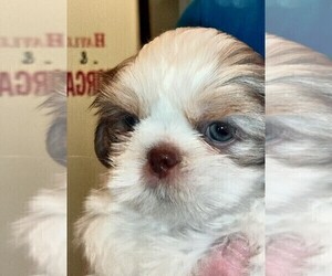 Shih Tzu Puppy for Sale in FANNING SPGS, Florida USA