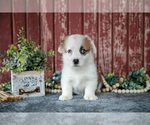 Small #2 Pembroke Welsh Corgi