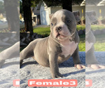 Small #8 American Bully