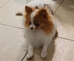 Small Photo #1 Pomeranian Puppy For Sale in MENIFEE, CA, USA