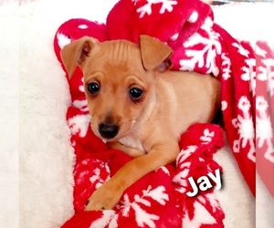 Fox Terrier (Smooth)-Miniature Pinscher Mix Puppy for sale in HAMBURG, PA, USA