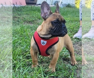 French Bulldog Puppy for sale in NORTH PORT, FL, USA