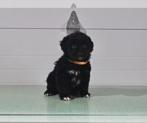 Aussiedoodle Miniature Puppy for sale in FRESNO, OH, USA