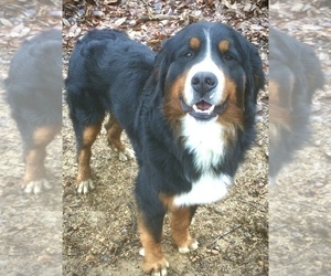 Father of the Bernese Mountain Dog puppies born on 03/13/2022