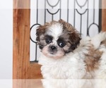 Small Photo #1 Shih Tzu Puppy For Sale in NAPLES, FL, USA
