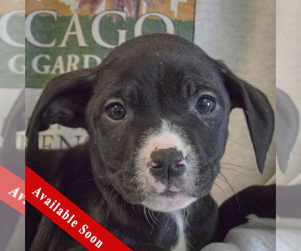 Medium Photo #1 Border Collie-Unknown Mix Puppy For Sale in Huntley, IL, USA