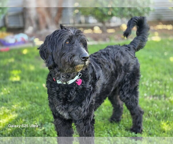 Medium Photo #3 Labradoodle Puppy For Sale in Clovis, CA, USA