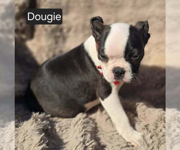 Medium Photo #2 Boston Terrier Puppy For Sale in POMEROY, OH, USA