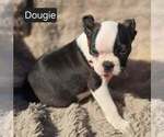 Small #1 Boston Terrier