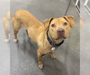 Mutt Dogs for adoption in Forestville, MD, USA