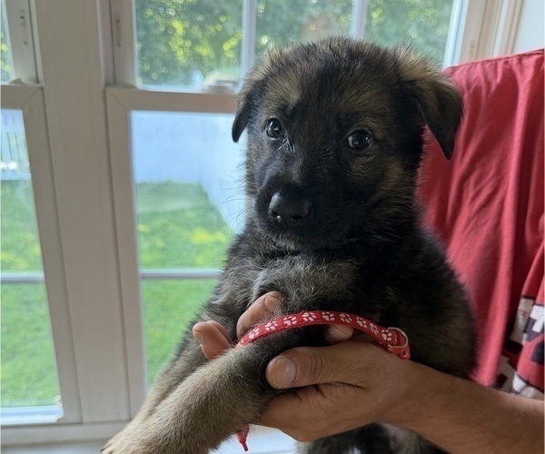 Medium Photo #1 German Shepherd Dog Puppy For Sale in AGAWAM, MA, USA