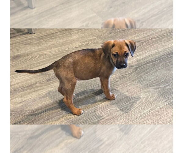 Medium Photo #1 Boxer Puppy For Sale in Austin, TX, USA