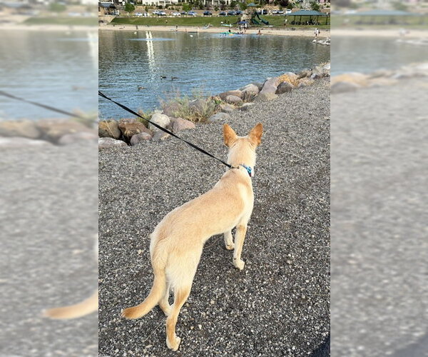 Medium Photo #14 German Shepherd Dog-Unknown Mix Puppy For Sale in Sandy, UT, USA