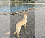 Small #13 German Shepherd Dog Mix