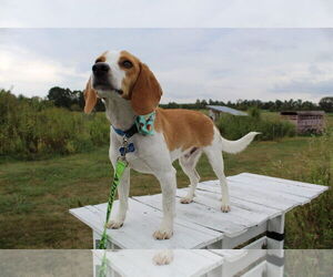 Beagle Dogs for adoption in Brookville, OH, USA