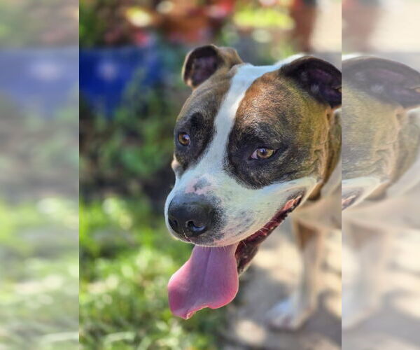 Medium Photo #5 American Pit Bull Terrier-Unknown Mix Puppy For Sale in Germantown, OH, USA