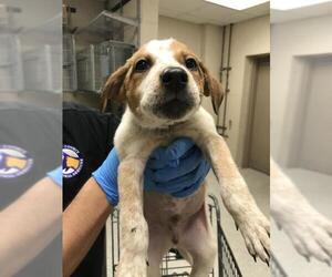 Mutt Dogs for adoption in Conroe, TX, USA