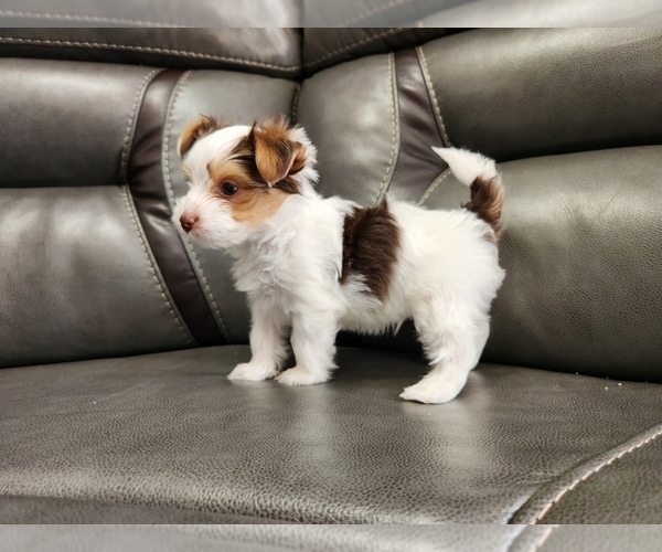 Medium Photo #1 Yorkshire Terrier Puppy For Sale in BAKERSFIELD, CA, USA