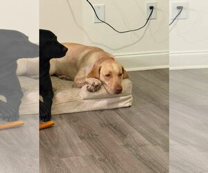 Bailey and Callie - Female Mutt Dog for Adoption - Photo #2
