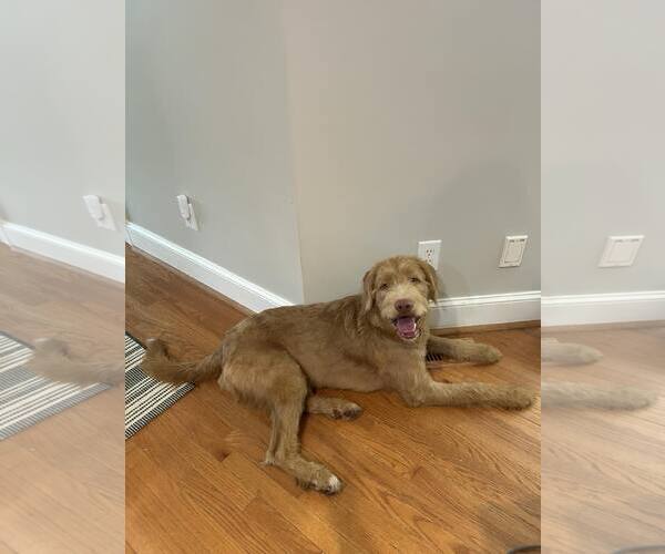 Medium Photo #2 Irish Wolfhound-Unknown Mix Puppy For Sale in Spring Lake, NC, USA
