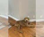 Small #1 Irish Wolfhound Mix