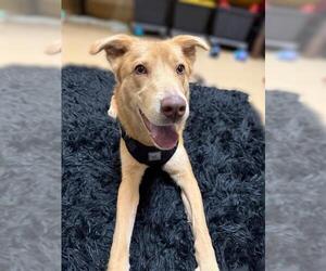 Labrador Retriever-Unknown Mix Dogs for adoption in Chula Vista, CA, USA
