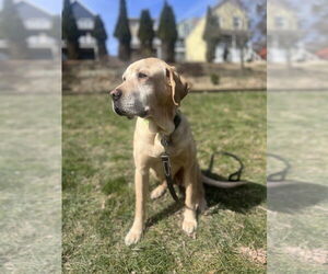 Lexie - Female Labrador Retriever-Unknown Mix Dog for Adoption - Photo #2