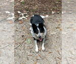Small #5 Mutt