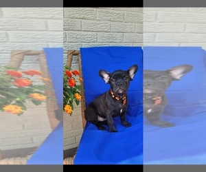 French Bulldog Puppy for sale in INDIANAPOLIS, IN, USA