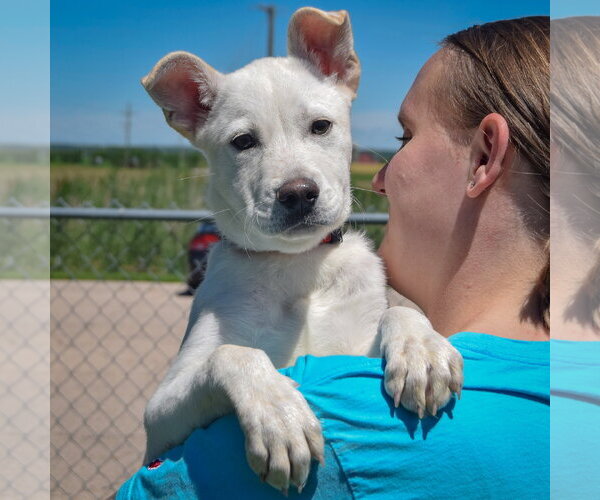 Medium Photo #6 Shepradors Puppy For Sale in Huntley, IL, USA