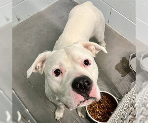 American Bulldog Dogs for adoption in Tavares, FL, USA