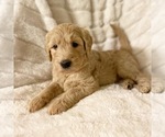 Small Photo #8 Goldendoodle Puppy For Sale in CARMICHAEL, CA, USA