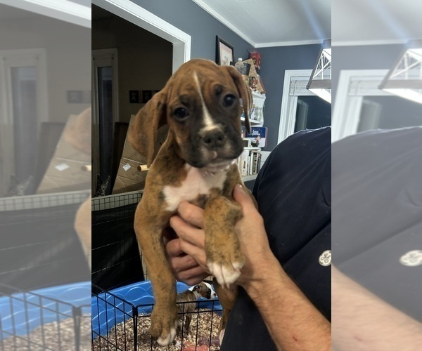 Medium Photo #2 Boxer Puppy For Sale in SCOBEY, MS, USA